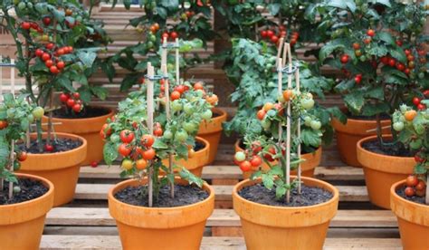 10+ Tips on Growing Tomatoes in Containers or Pots - Home and Gardens