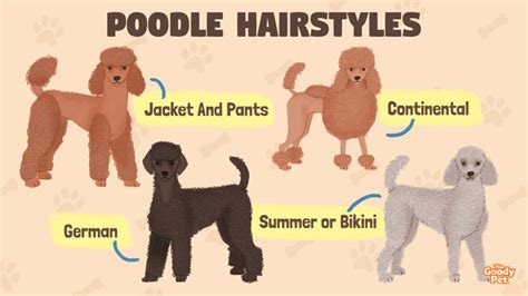 Standard Poodle Cut