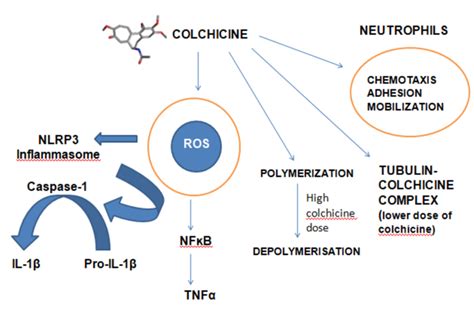 Action of colchicine on ROS, neutrophils; Formation of... | Download Scientific Diagram