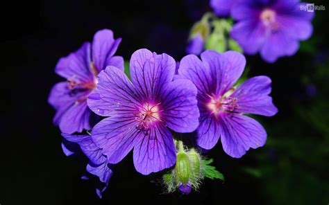 violet flowers | SurvivalSchool.com- Midwest Native Skills Institute