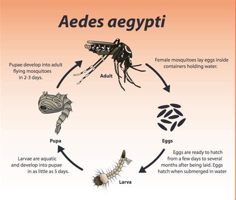 Aedes aegypti life cycle | the Intown Hawk