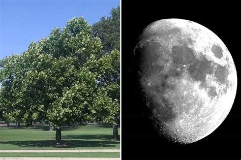 Does your garden have 1 of 15 missing 'Moon Trees' grown from seeds ...