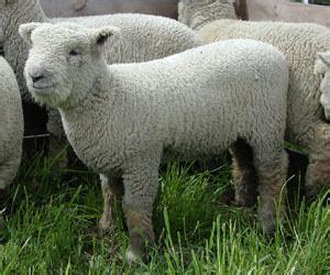 Southdown sheep - Alchetron, The Free Social Encyclopedia