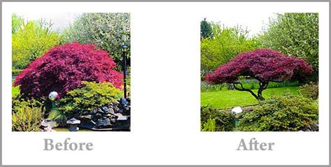 Pruning Your Japanese Maple | Japanese maple tree landscape, Japanese ...