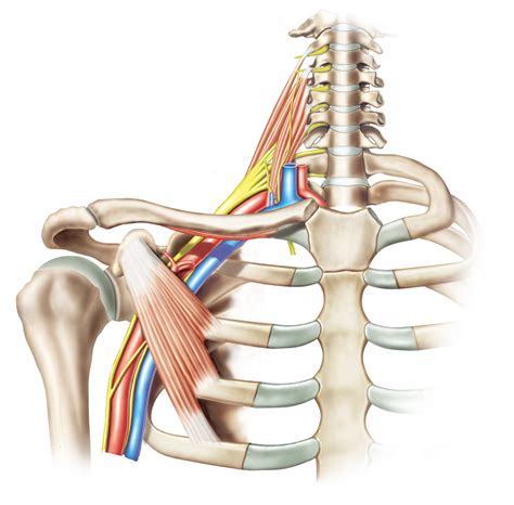 How to Assess the Brachial Plexus “Stinger” - Physio Network