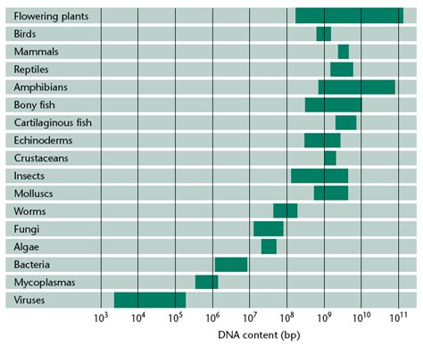 Organization & Structure of Genome: Genome Size : Plantlet