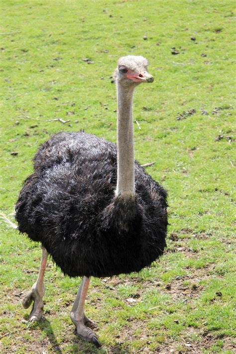 Port Lympne Wildlife Park 17-04-2012 | Nestled in 600 acres … | Flickr