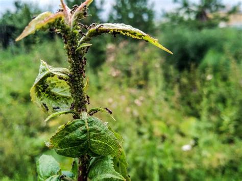 How To Get Rid of Aphids on Tomato Plants - Tomato Bible