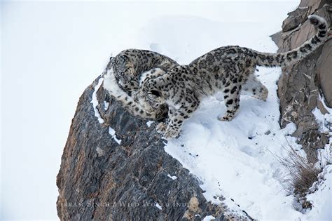 Snow Leopards of the Spiti Valley – Snow Leopard Conservancy