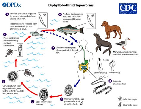 Diphyllobothriasis (Fish Tapeworm Infection) | Treatment & Management ...