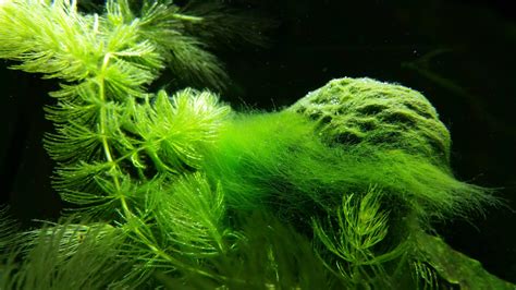 How to prevent the growth of green hair algae - Bunnycart Blog