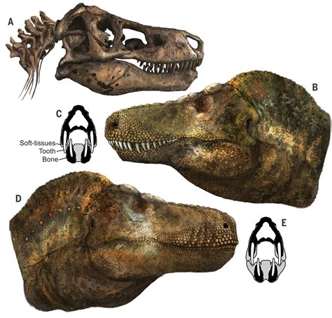 Theropod dinosaur facial reconstruction and the importance of soft tissues in paleobiology | Science