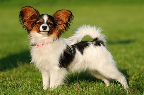 Meet the Papillon!