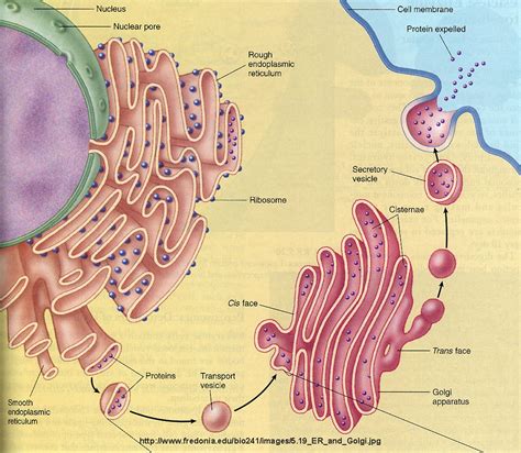 Golgi Apparatus | Our Virtual Classroom