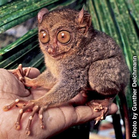 A tarsier sitting on a man’s hand Cute Creatures, Beautiful Creatures, Animals Beautiful ...