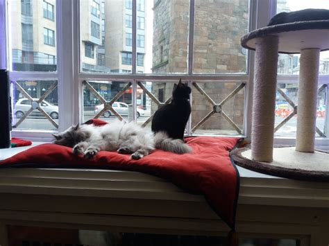 Our Visit to the Purrple Cat Cafe, Glasgow - the tinberry travels