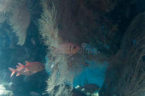 At Coral World Underwater Observatory in Eilat Stock Image - Image of center, trip: 116002707