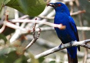 Wildlife Sanctuaries in West India | Wildlife in India