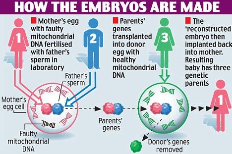 FDA Cracks Down On Doctor Who Created Three Parent Baby | Ongoing Information & Trends: A Weblog