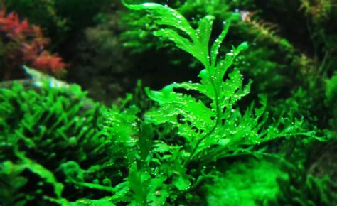 Best Aquarium Plants | 21 Popular Plants For A Home Aquarium