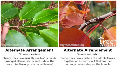 16 Different Types of Cherry Trees & Identifying Features