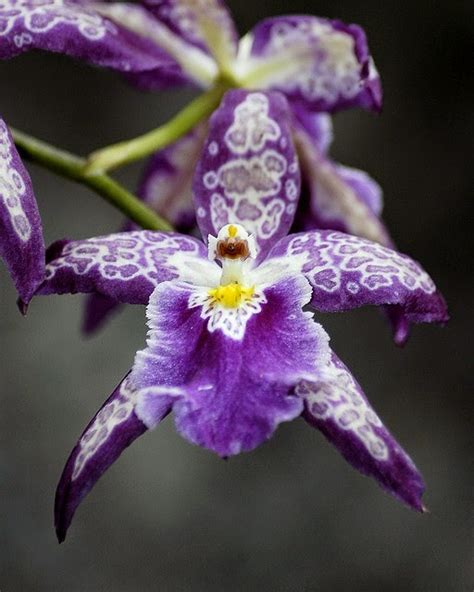 Purple Orchid ~ Photos Hub