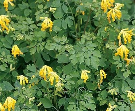 Corydalis - 6BC Botanical Garden