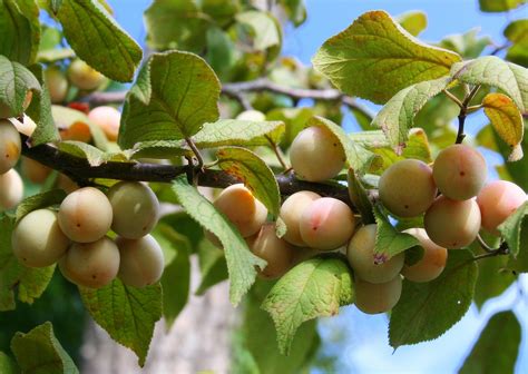 Mexican plum, Bigtree plum (Prunus mexicana) | The land prod… | Flickr