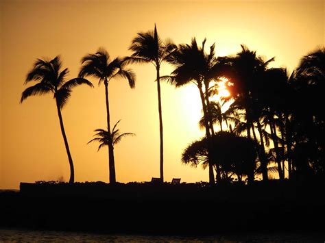 Hawaii Sunset Palms - Hawaii Pictures