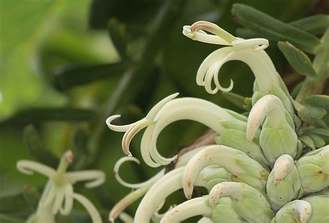 Cyanea superba in the Waiʻanae Mountains | Hawaiian Forest