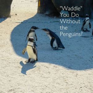 Madagascar Penguins Names: Discover Their Personalities!