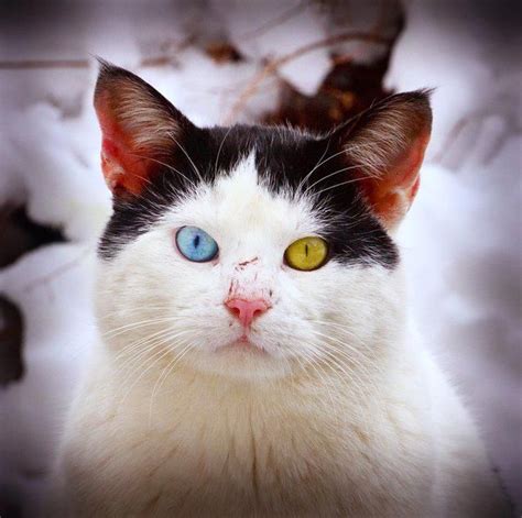 20 животных с разноцветными глазами | Animals beautiful, Different colored eyes, Beautiful cats