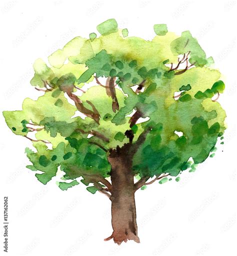 Watercolor oak tree Stock Illustration | Adobe Stock