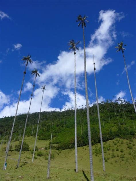 Wax palms in Cocora Valley - www.mycolombianwife.com