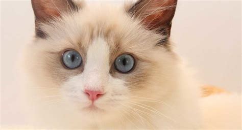 Ragdoll Cat Care, Traits And Breed Guide