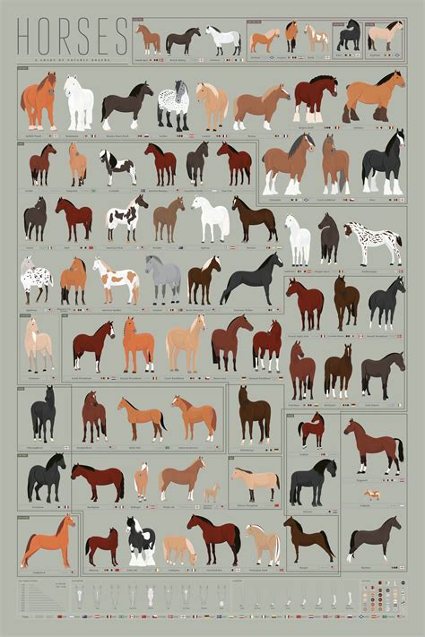 Horses: A Chart of Notable Breeds Poster | Horse breeds, Horse markings ...