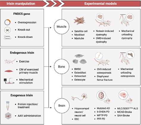 Basic studies: Irisin manipulation via gene regulation/exercise ...