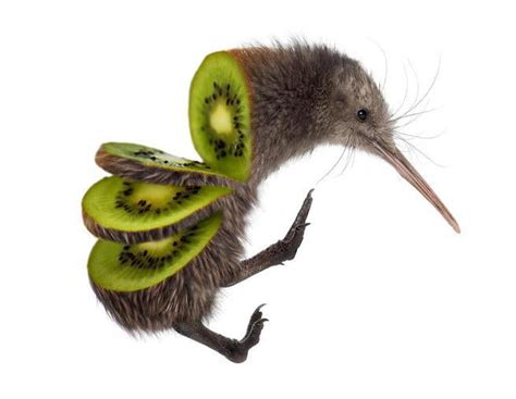 Kiwi Bird Fruit - 9GAG