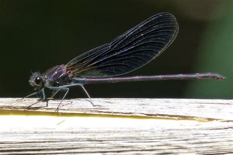 Black Dragonfly Spiritual Meaning and Symbolism (8 Omens)