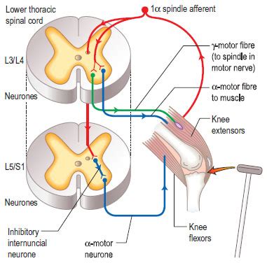 Knee reflex / Knee jerk