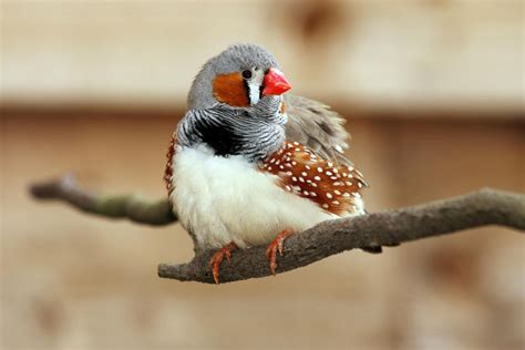 Zebra Finches as Pets (What to Expect)