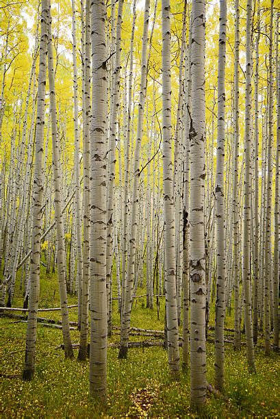 Best Aspen Tree Bark Stock Photos, Pictures & Royalty-Free Images - iStock