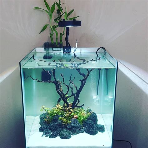 Aquarium Terrarium, Nature Aquarium, Aquascape Aquarium, Home Aquarium ...