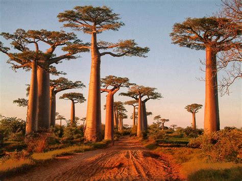 The Baobab Tree: A Unique African Landscape – Greater Good SA