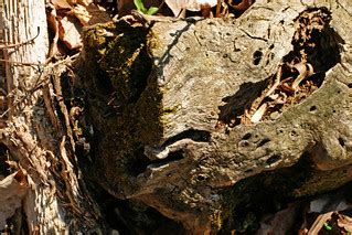Dead wood | Graceful decay of the natural sort. | Bryan Costin | Flickr