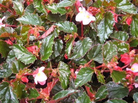 10 Choices When Picking Begonias for Your Container or Garden | Begonia ...