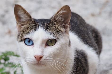 The Cutest Cats With Heterochromia — And Why They Have It