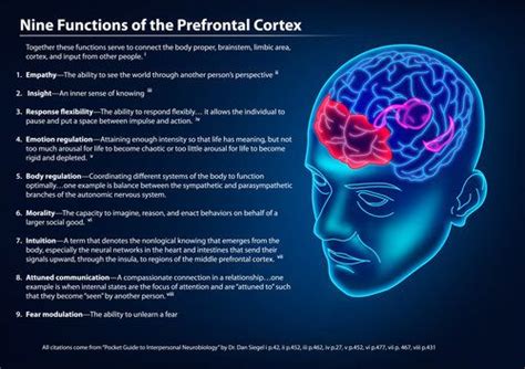 9 functions of the PreFrontal cortex | Neuroscience, Brain anatomy and ...