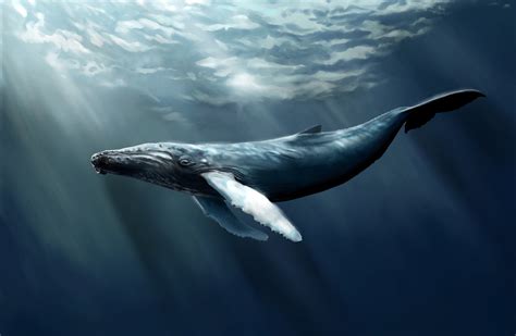 Humpback whale hd #7024856