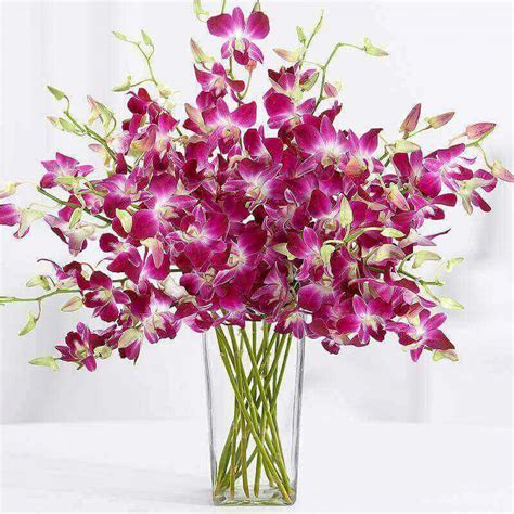 10 Stems of Beautiful Orchids Online | Buy Beautiful Orchids Pune ...